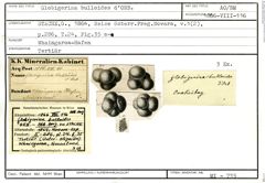 Karteikarte zum Abbildungsoriginal von Globigerina bulloides d'Orbigny, 1826